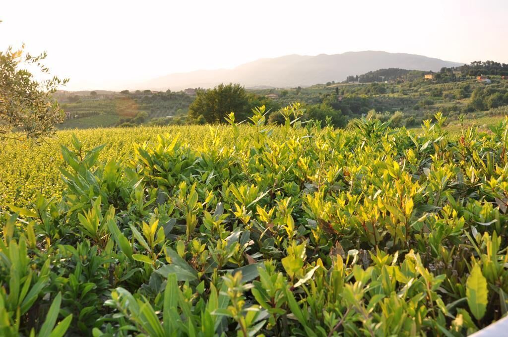 Photo of Outdoor in Montecarlo